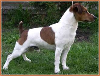 Jack Russell Terrier - KEPT FOR BREEDING PURPOSES